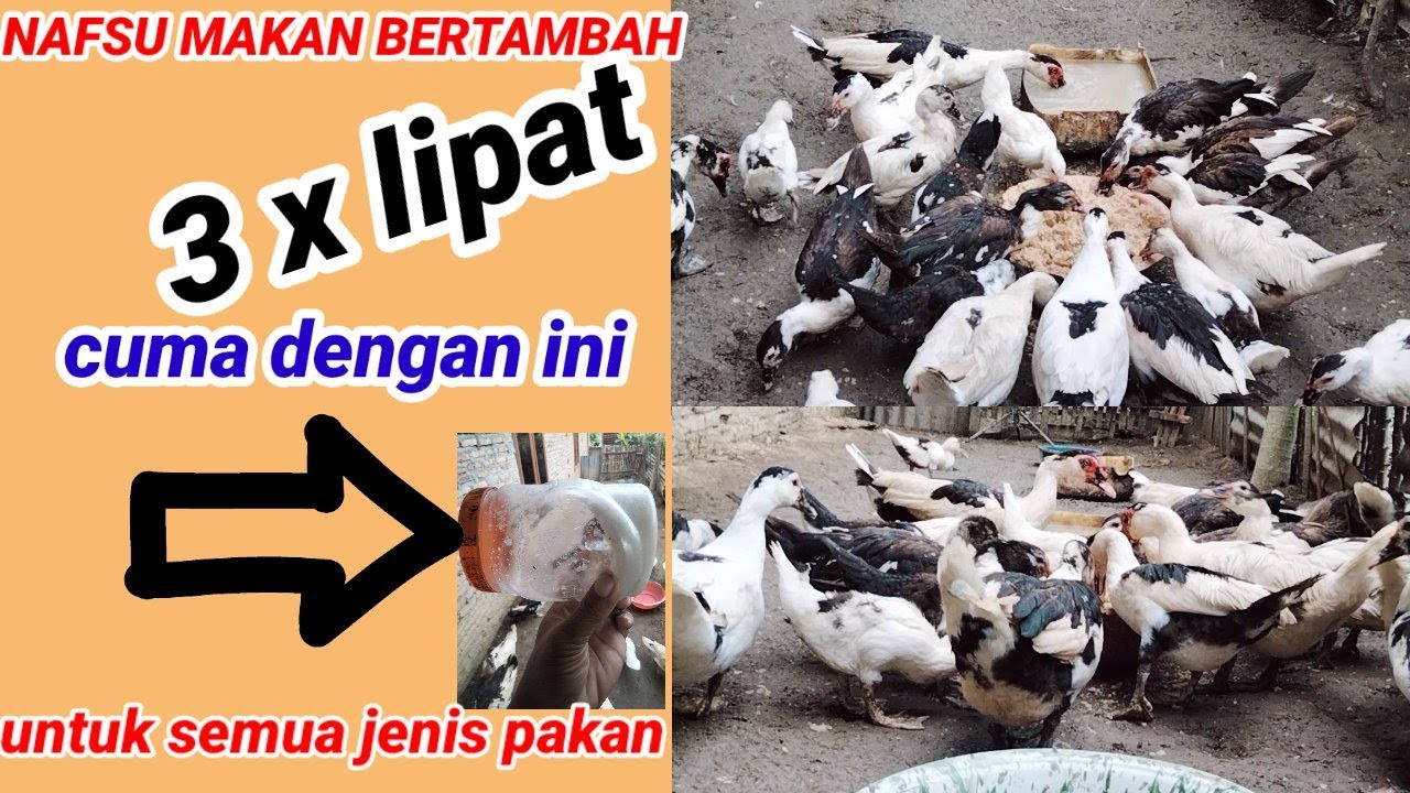 Penambah nafsu makan  entok paling  jos