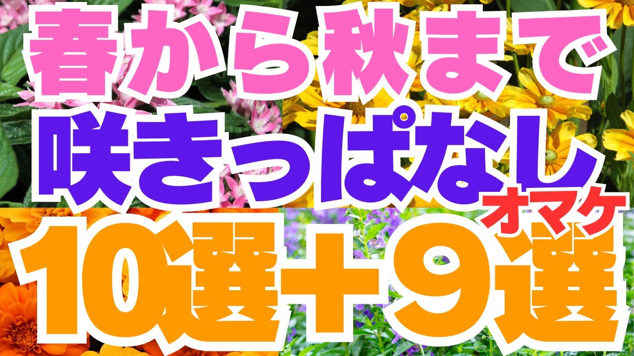 今から植えられる！春から秋まで咲きっぱなしのお花10選+おまけ9選！
