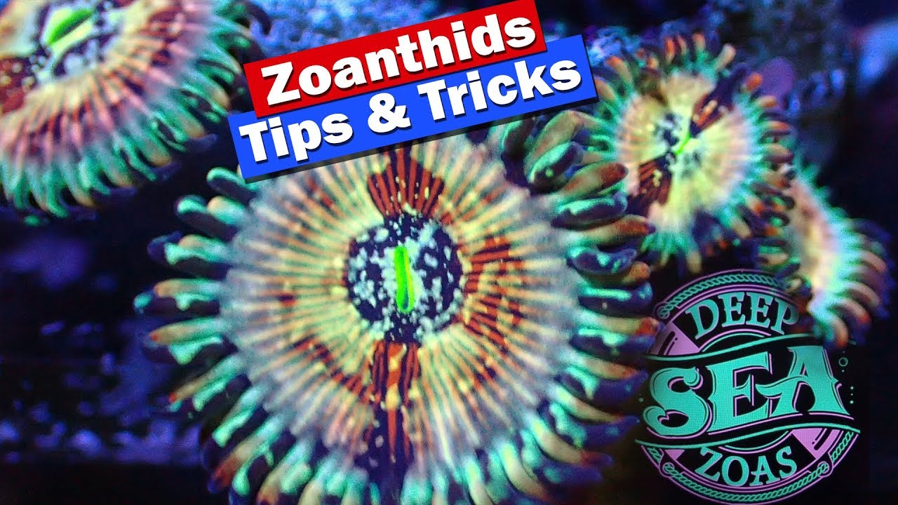 Zoanthids Tips and Tricks - Growing, Fragging and selling zoas