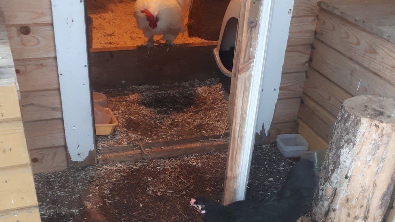 Moikataan kanoja ja siivoillaan heid&auml;n sotkuja