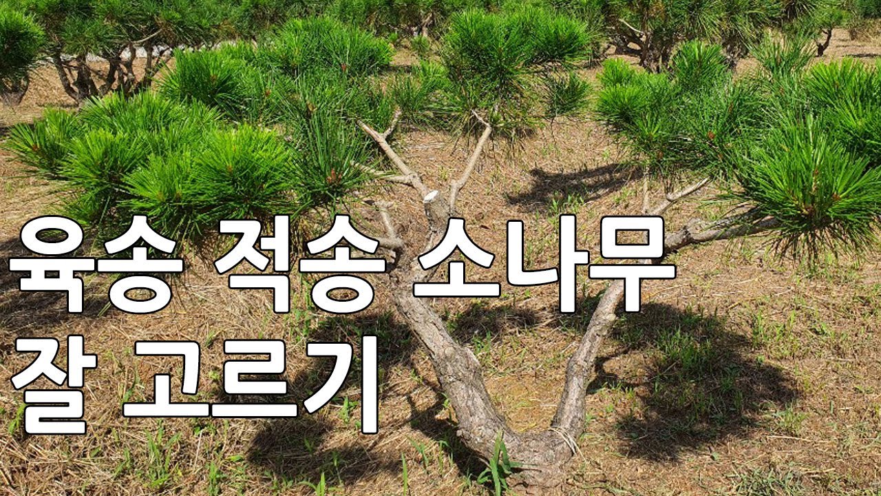 적송,육송 잘 고르는 꿀팁! 구매하기 분양받기 전원주택꾸미기 정원수 힐링소나무 PINE TREE/ WOOD/ DISTYIBUTION/BUYTREE