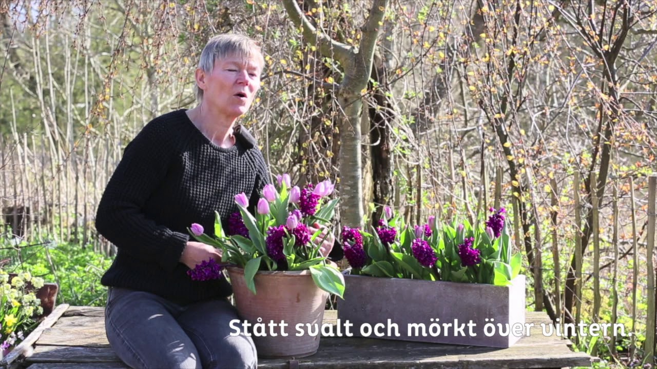 Ta hand om höstlök i kruka