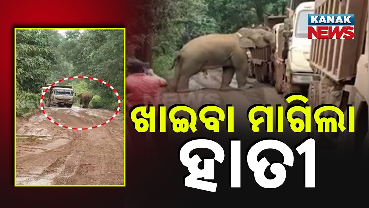 Hungry Elephant Blocks Trucks For Food In Odisha | Viral Video From Koida Forest