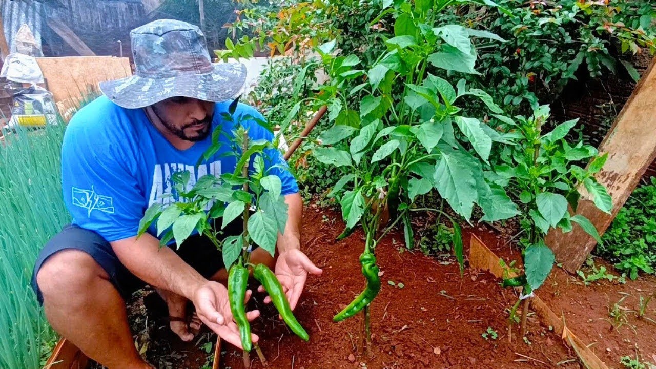 COMO FAZER ADUBAÇÃO DE PIMENTEIRAS EM CASA 