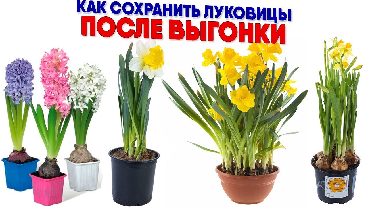 Как сохранить луковицы после выгонки