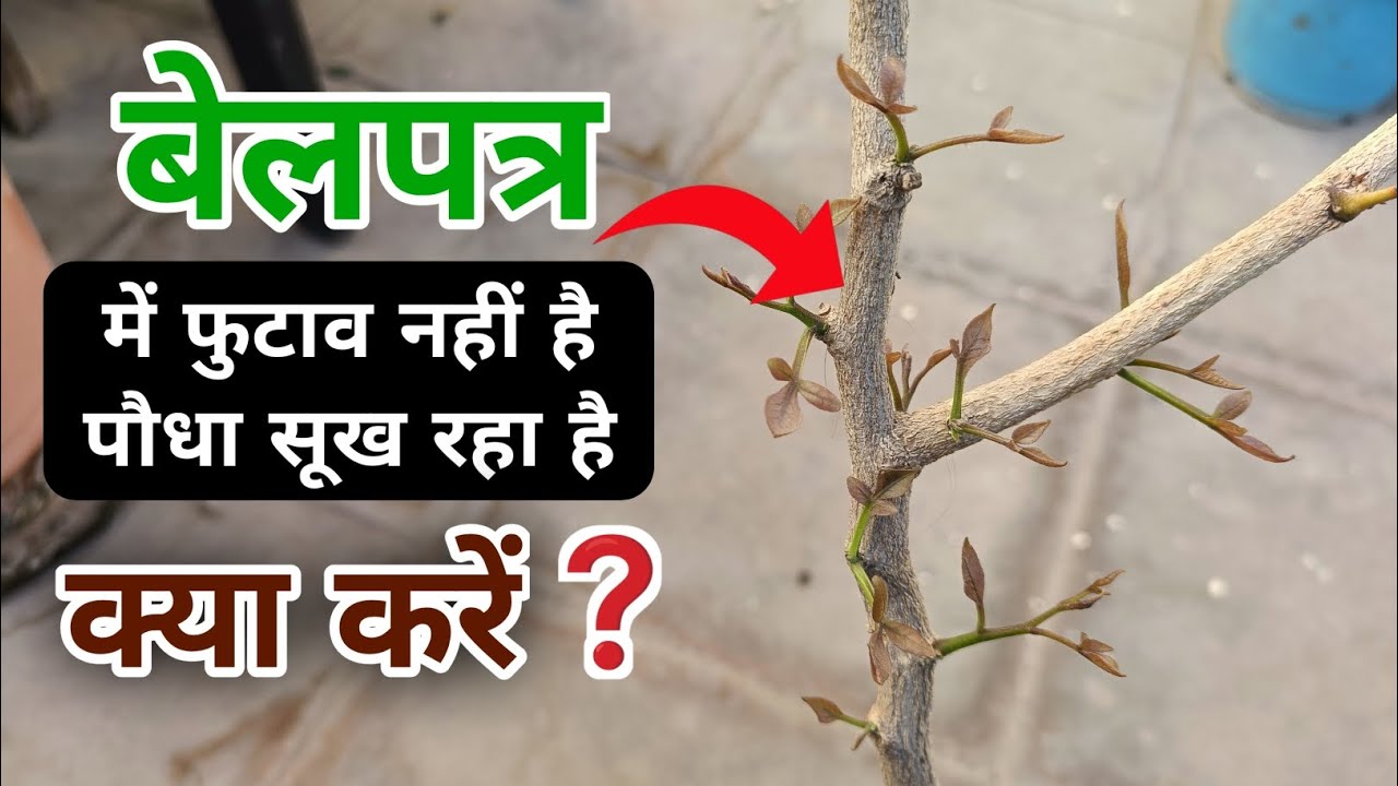 बेलपत्र में फुटाव नही आरहा पौधा सूख रहा है | Belpatra Plant Not growing | Belpatra Plant Care