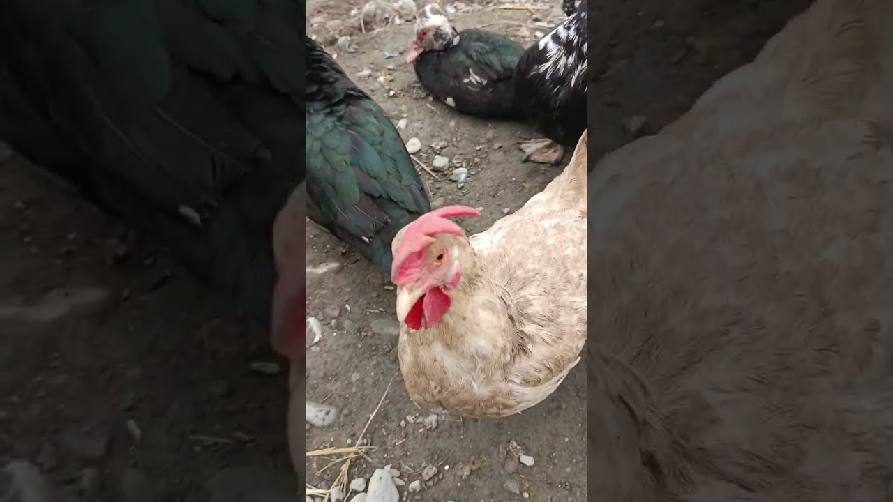 Имронбек индийский урдак бизнеси