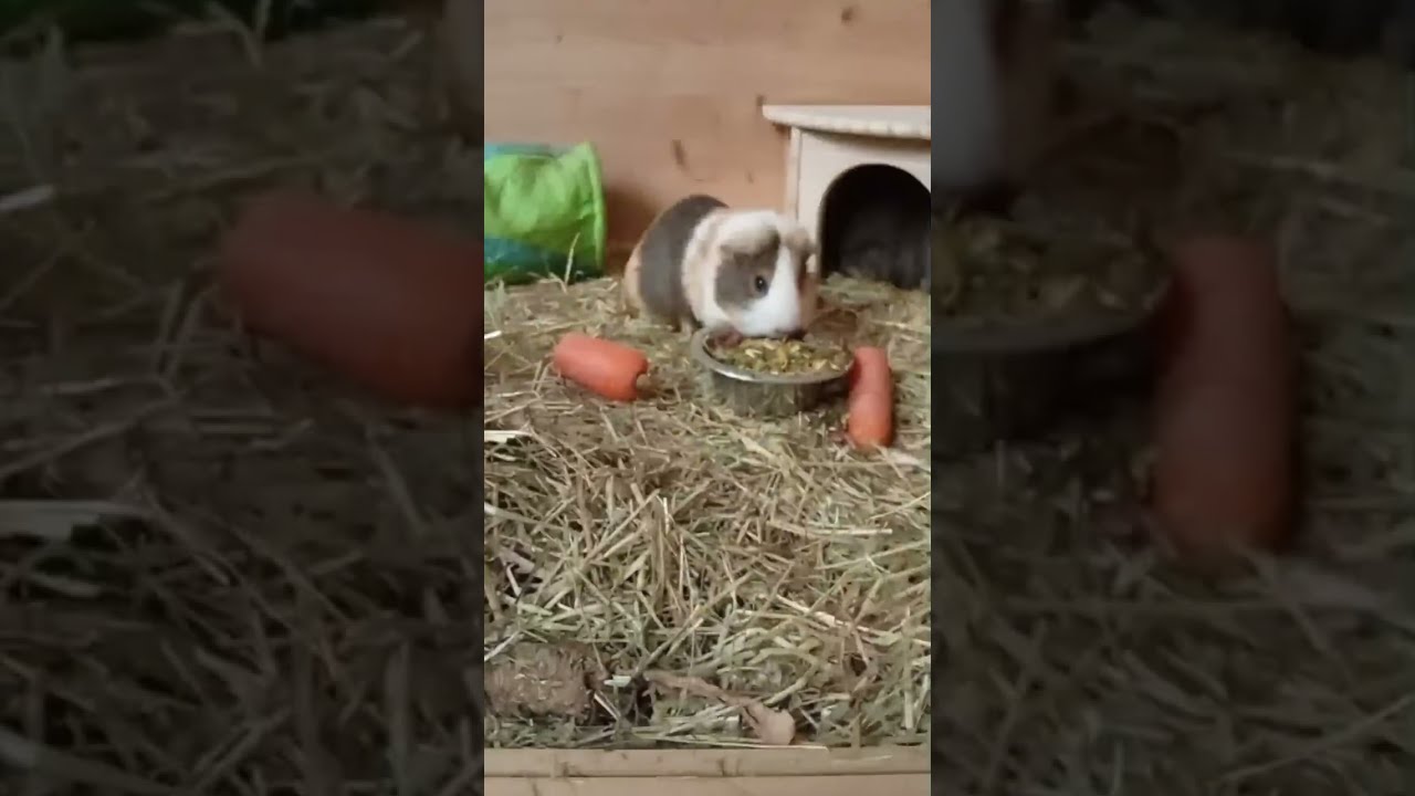 30BlumenbyVeraSeidl überträgt einen Livestream.