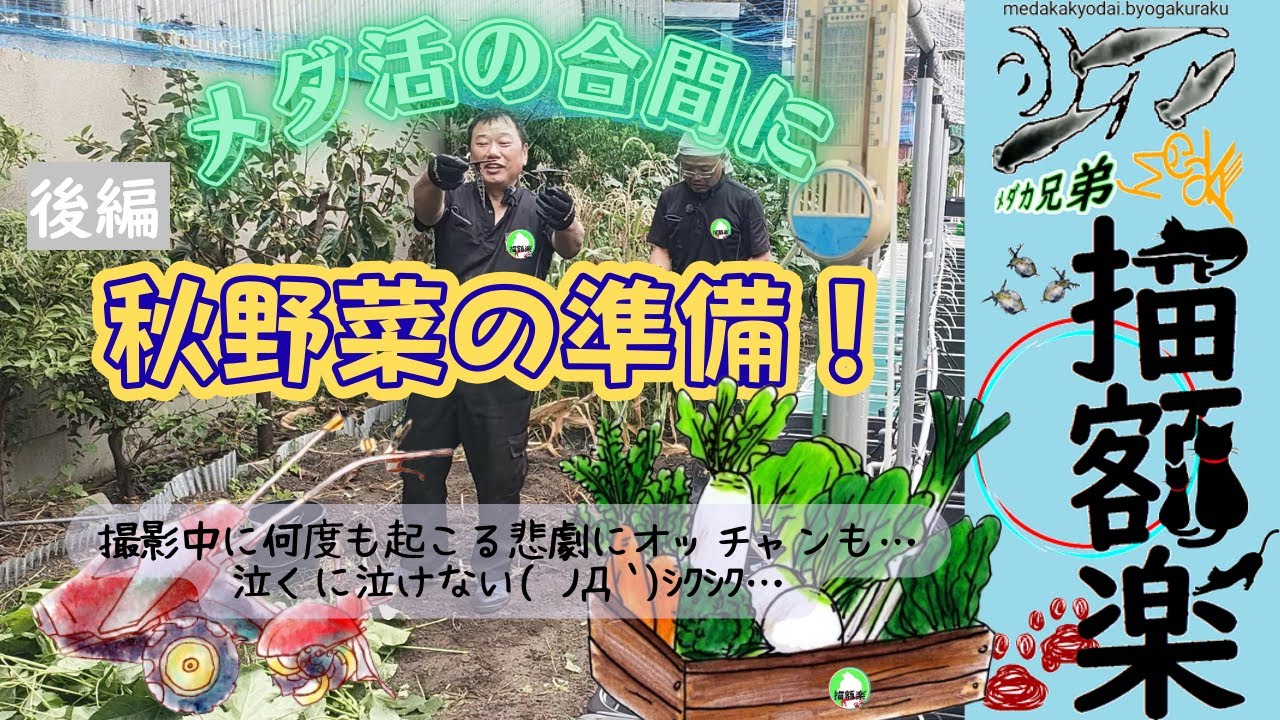 秋野菜の準備(後編)