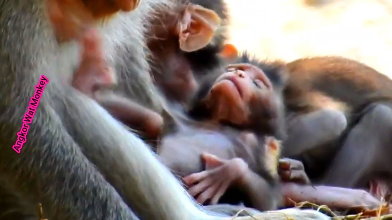 Weakness newborn baby monkey Calvin lying upside down look so exhausted