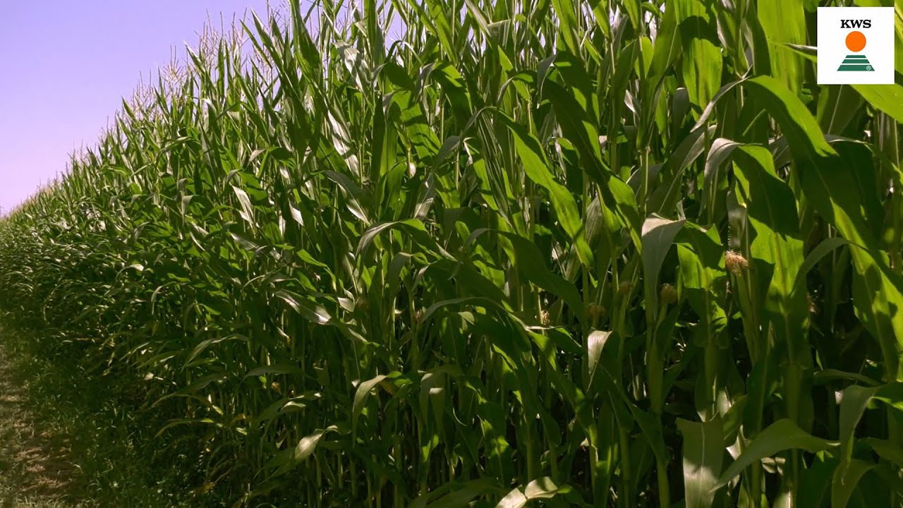 Mais precoci KWS, una valida soluzione contro gli imprevisti climatici