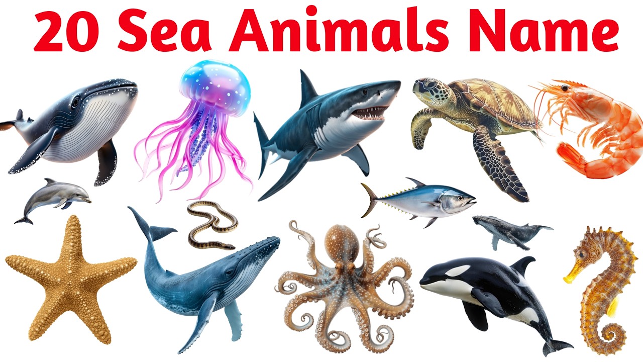 Learn Sea Animals Names | Sea Animals Name for Kids | Sea Animals Name