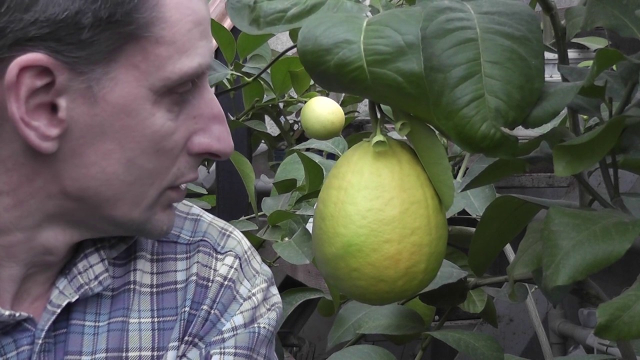 Citrus sp. Цитрус 