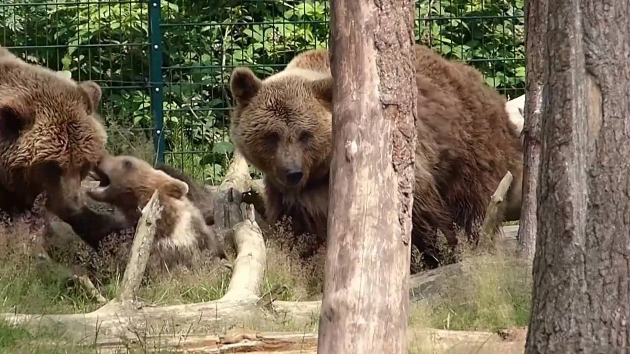 Wildpark Gangelt 2016