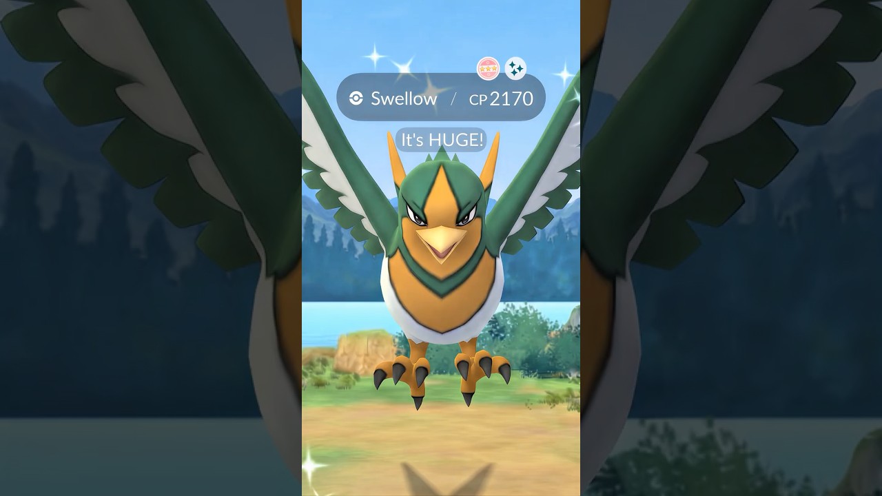 OMG! Found an XXL SHUNDO Swellow in the Wild?!