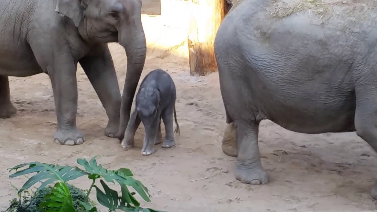 Elefantenbaby Zoo Zürich 2017