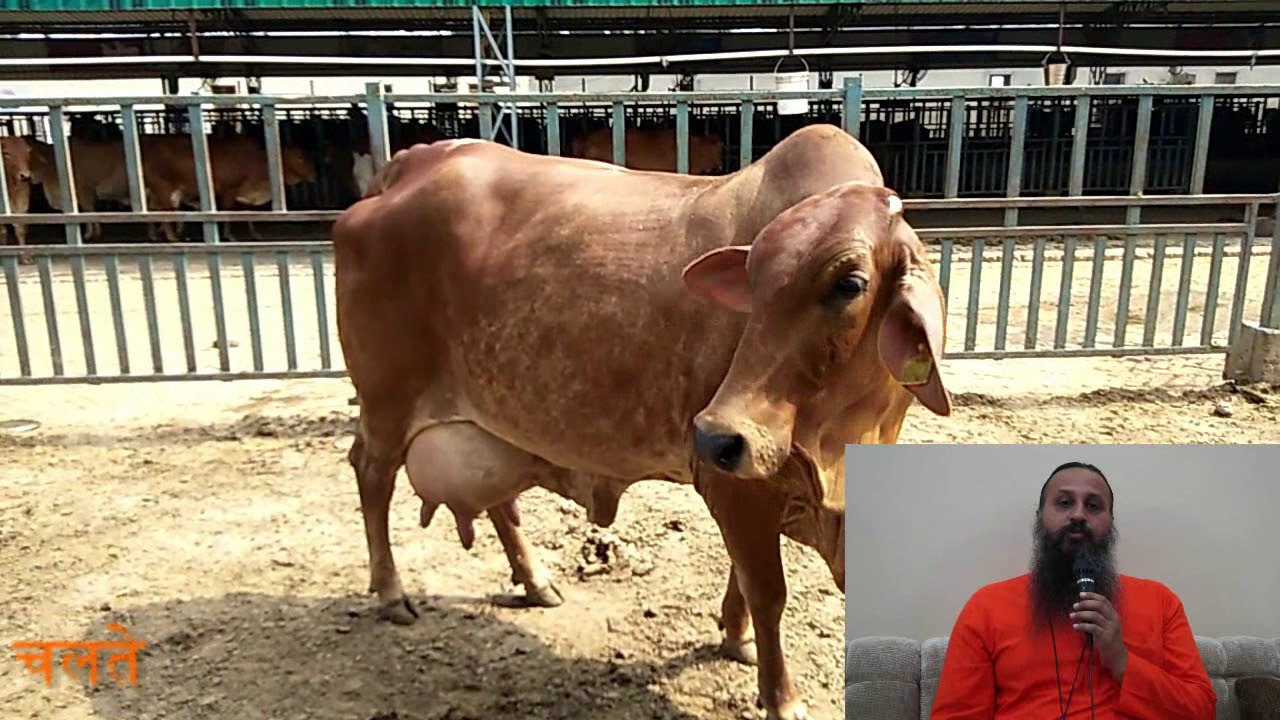 देसी गौपालन में इन बातों का रखे ध्यान - नहीं जाओगे घाटे में - भाग 2