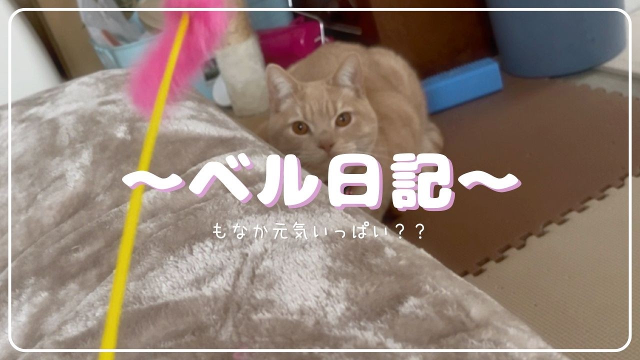 遊んでくれる？遊んでくれない？？どっちなの〜
