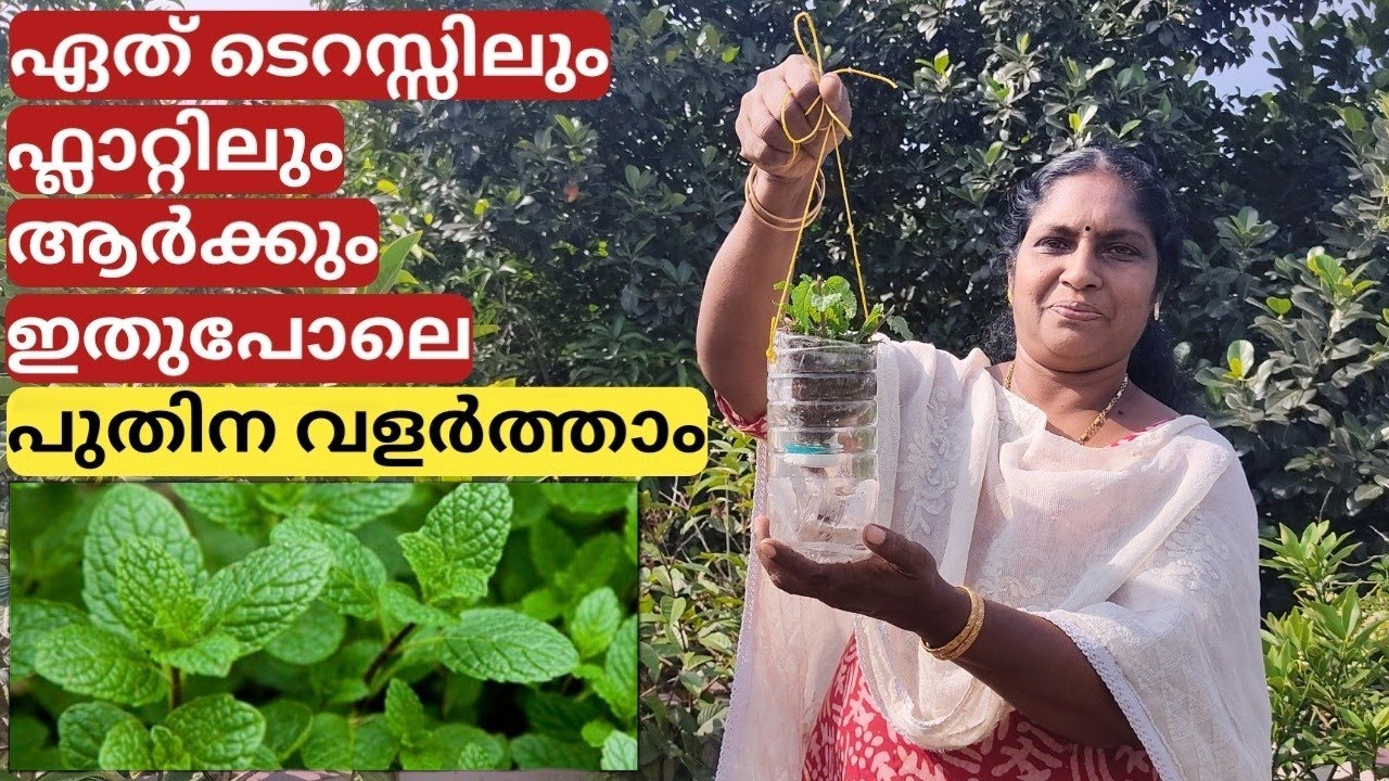 പുതിന വളർത്തുന്നത് | Easy method for growing mint on terrace in bottle | Malayalam