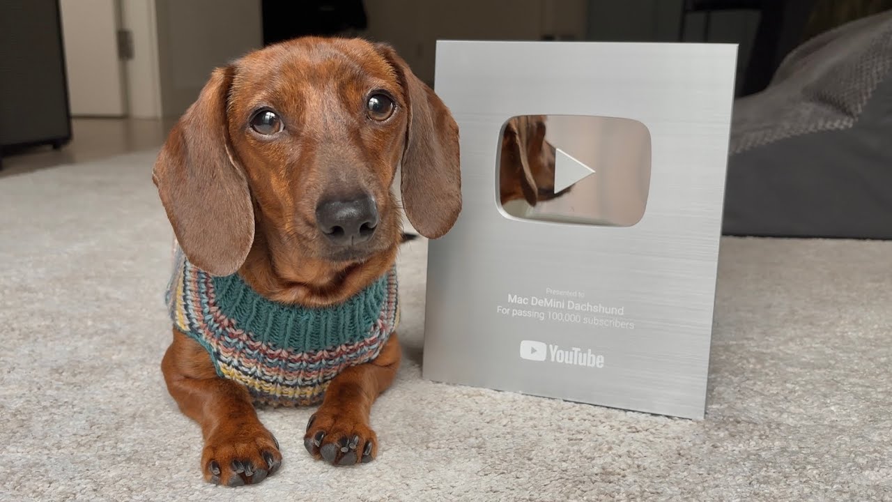 Mini dachshund gets his YouTube Play Button!