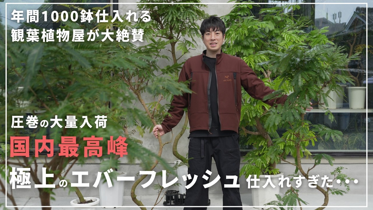 【圧巻の入荷数】2026年のエバーフレッシュは俺に任せろ！傑作樹形を一挙紹介！