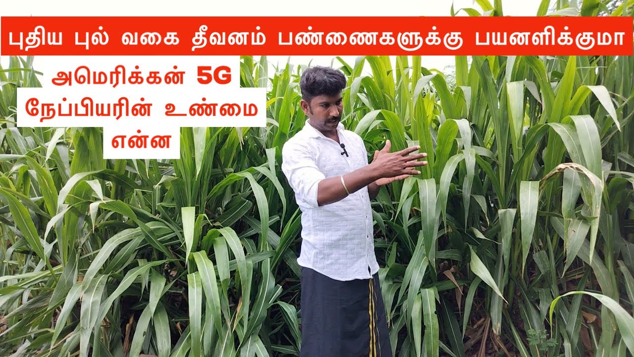 American 5G Napier grass உண்மை என்ன