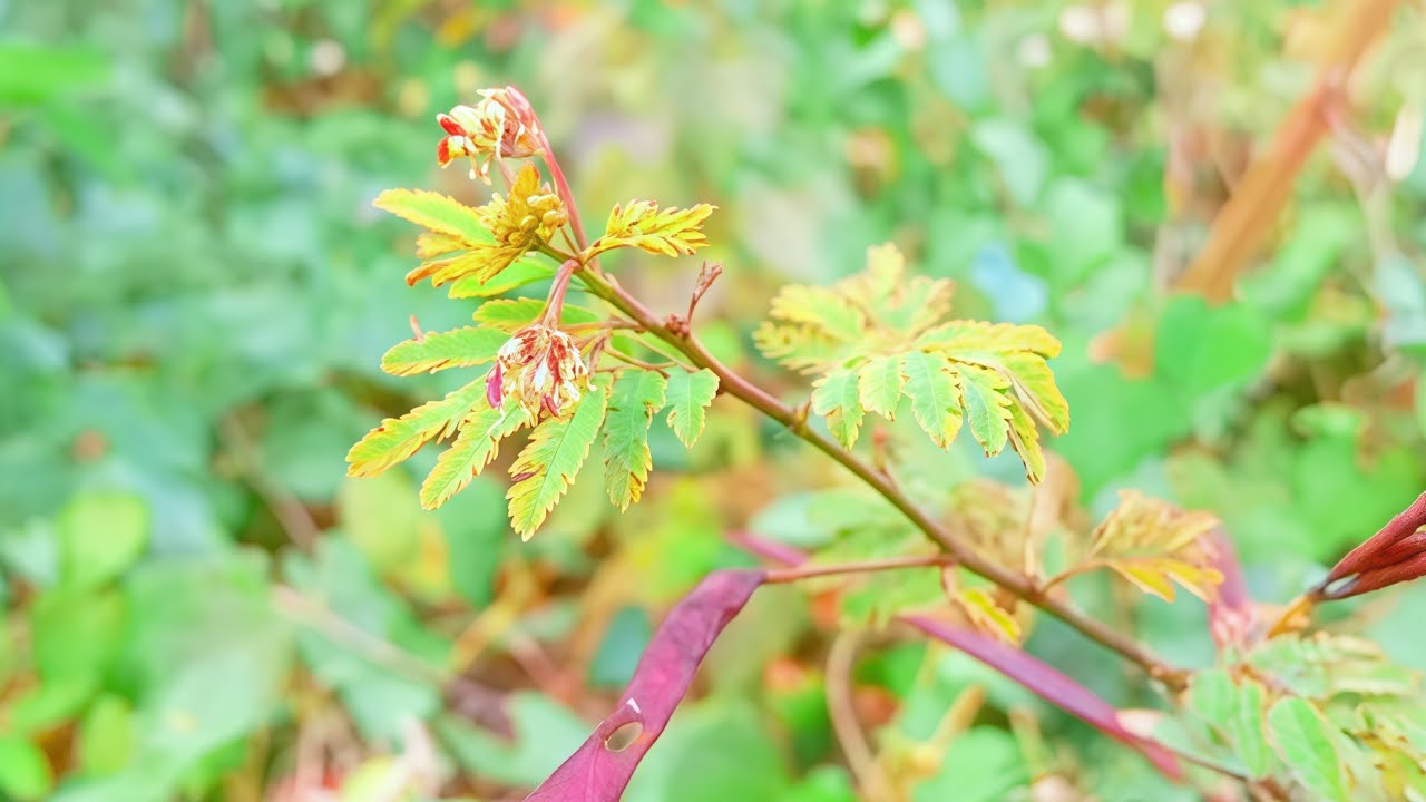 Nature with beautiful music