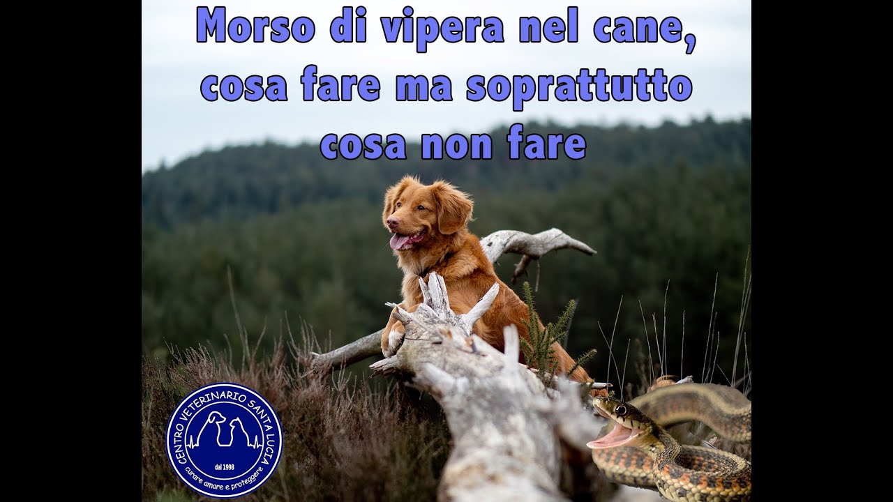 66 - Morso di vipera nel cane, cosa fare e cosa non fare se il cane viene morso da serpente