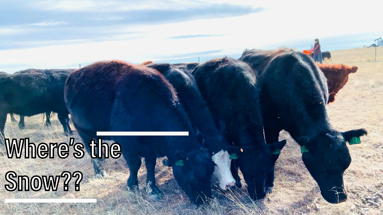No Moisture, No Snow… Cows Are Grazing in February