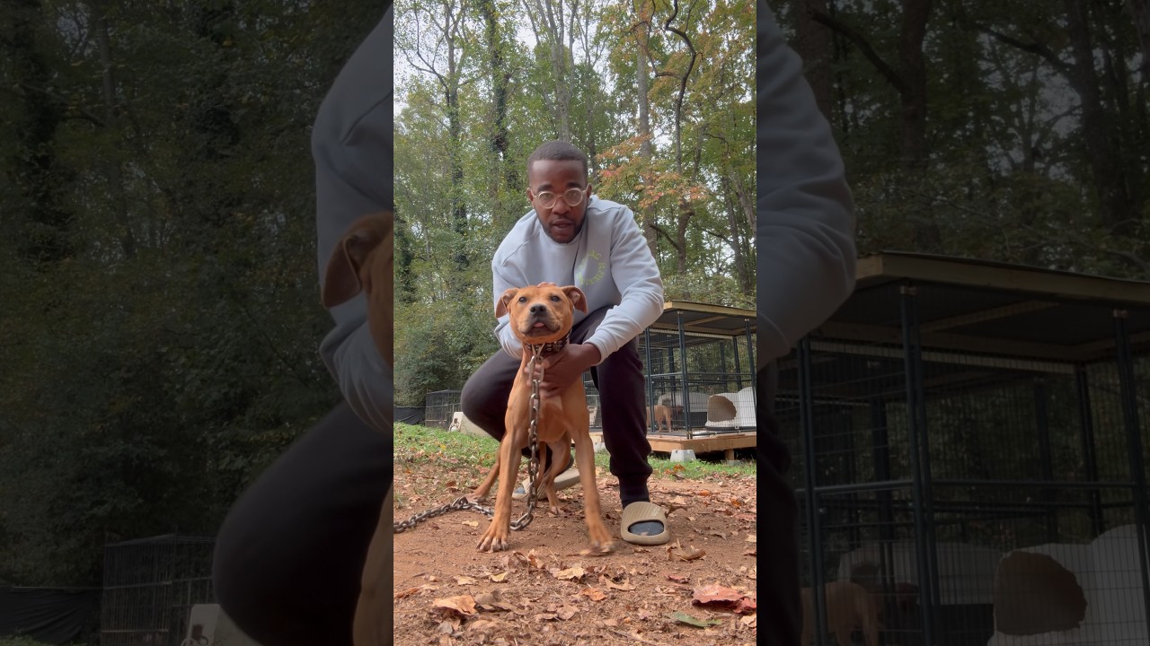 Анализ родословной ЛуЛу Мсичаны из Макнабба 💯 #apbt