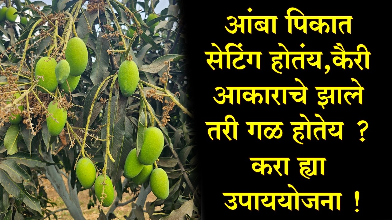 #आंबा पिकात सेटिंग होतंय,#कैरी आकाराचे झाले तरी गळ होतेय ? करा ह्या उपाययोजना!।#Doctor_Kisan#market।