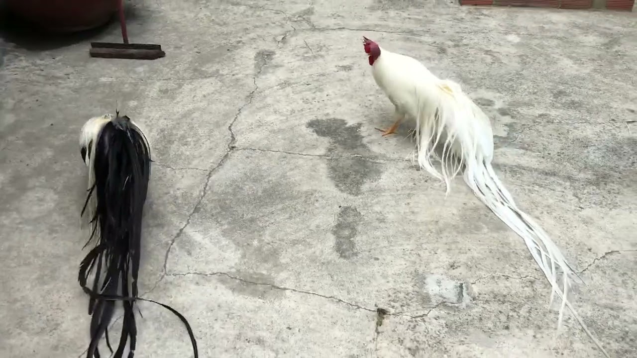 Gà Onagadori tắm nắng
