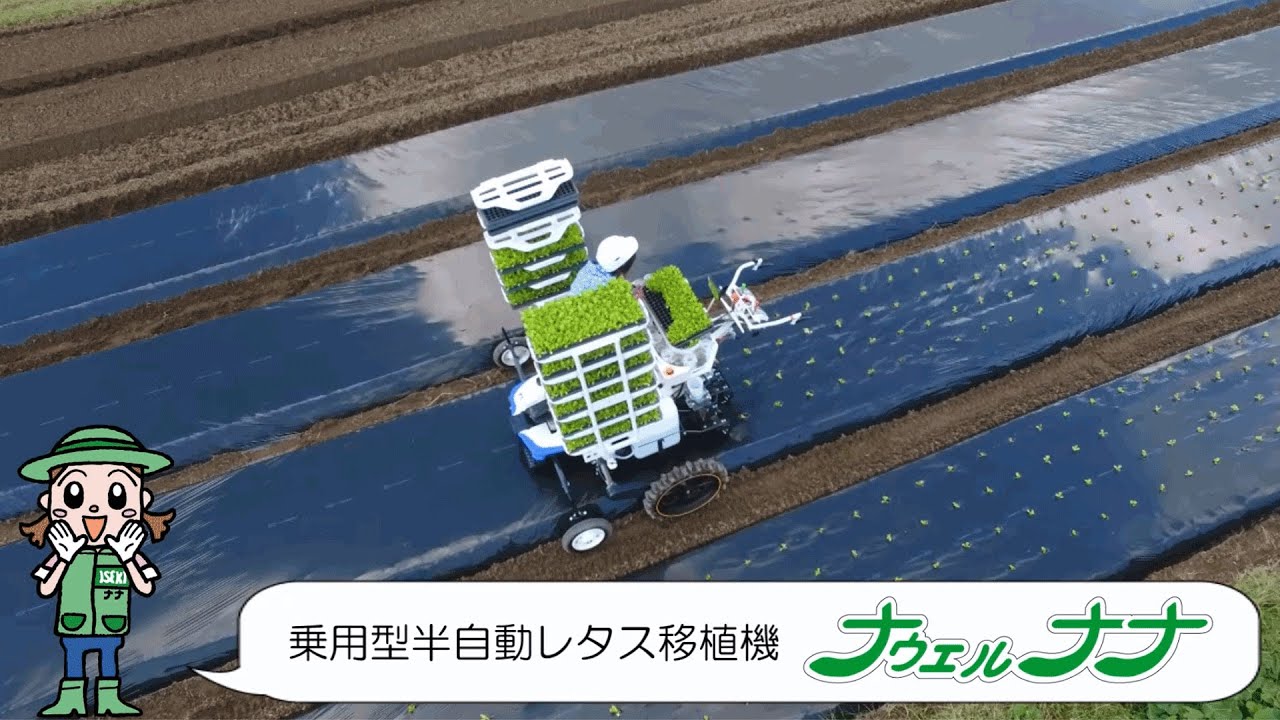 【野菜作機械】乗用型半自動レタス移植機　PVHR400-170LWD