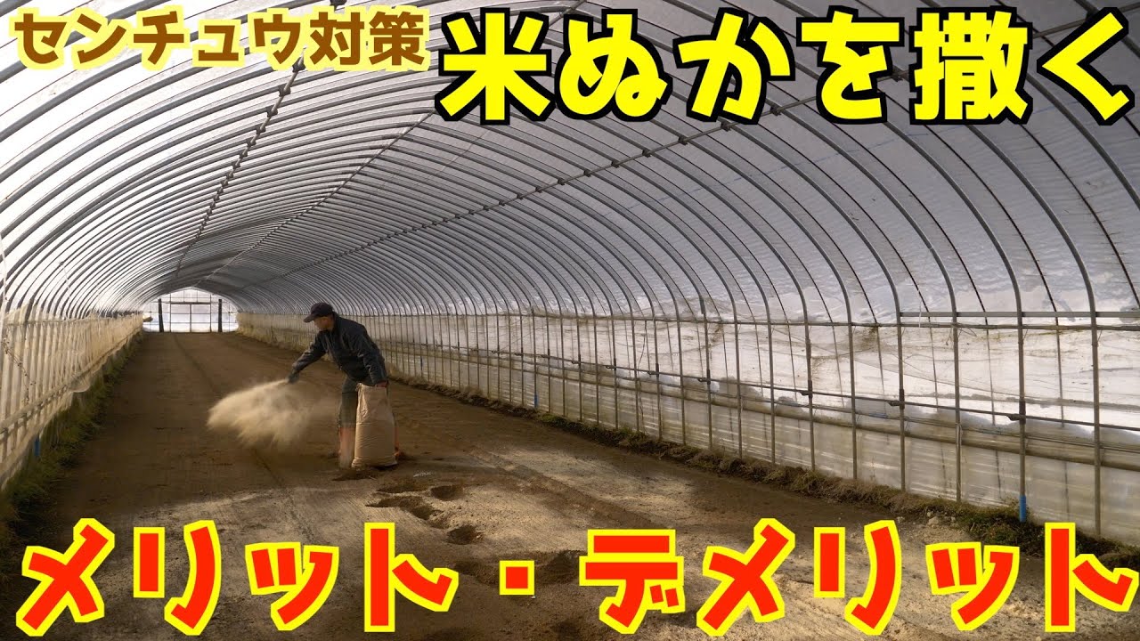 【簡単便利なセンチュウ対策】米ぬかを使うメリットとデメリット