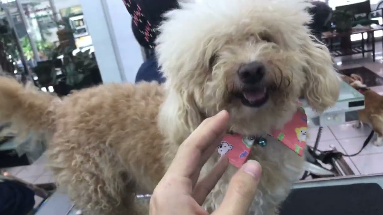 A Day in My Life at Starwood Arts of Dog Grooming School (Thailand )