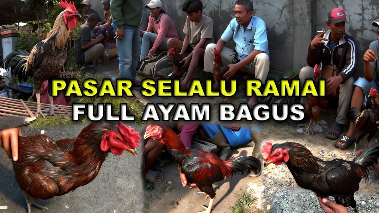 Pasar Ayam Bangkok | Pasar Ayam Tradisional Madura Paling Ramai Full Ayam Bagus