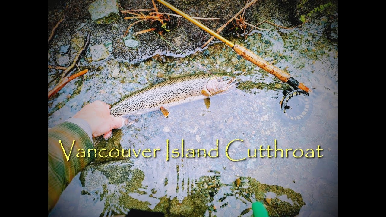 Oh Cutty Where Art Thou! EURO NYMPHING on BEAUTIFUL VANCOUVER ISLAND for COASTAL CUTTHROAT TROUT