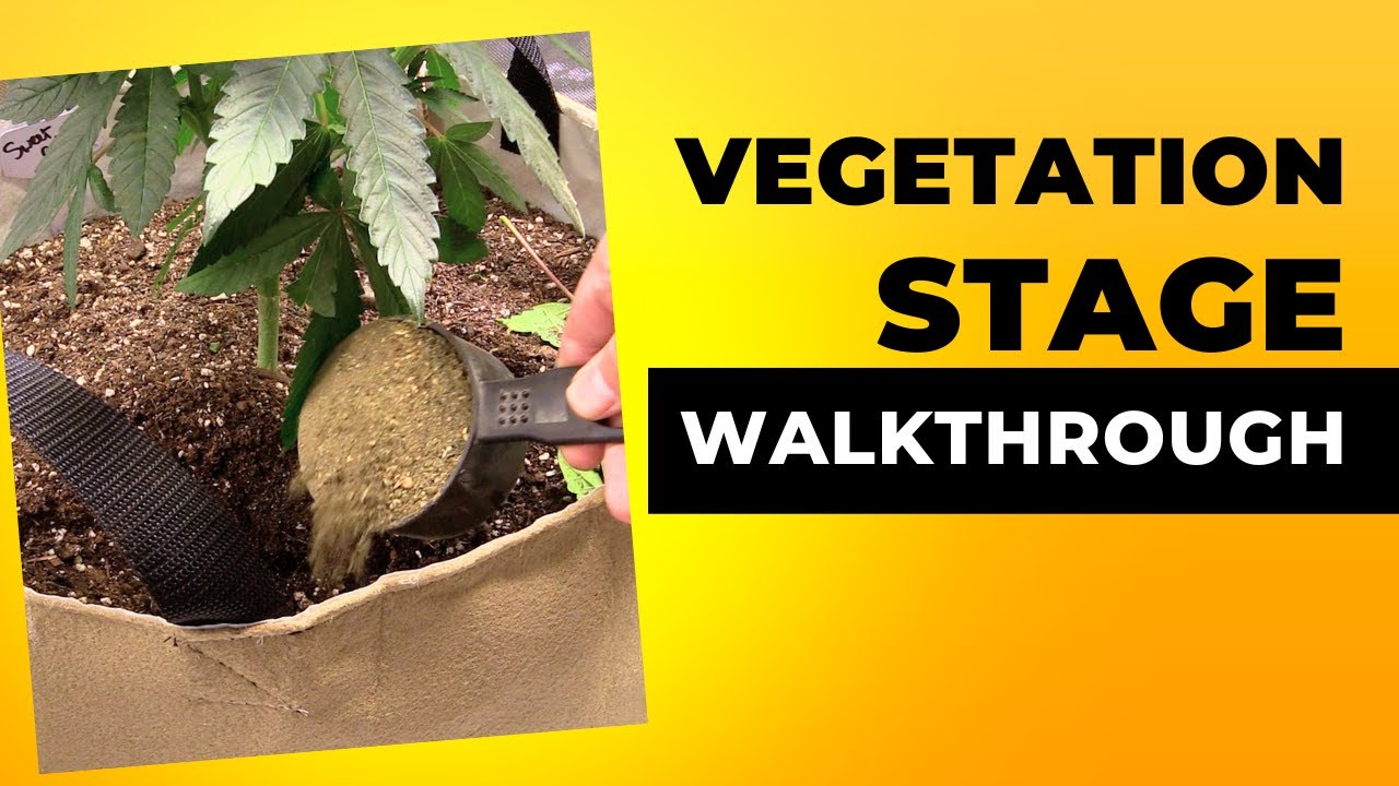 Vegetation Stage Essentials: Key Factors for Successful Indoor Cannabis Growing!