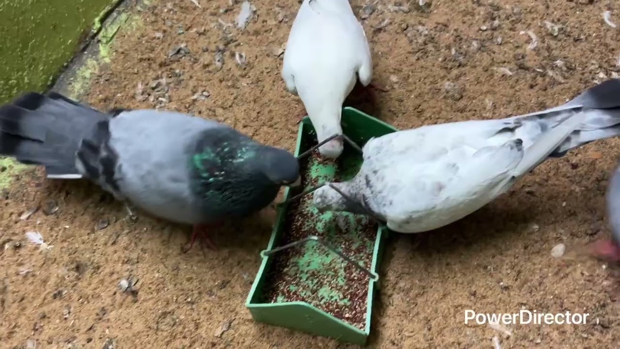 🕊️my loft patta training canceled havy rain and egg hatched identify 🕊️❤️❤️