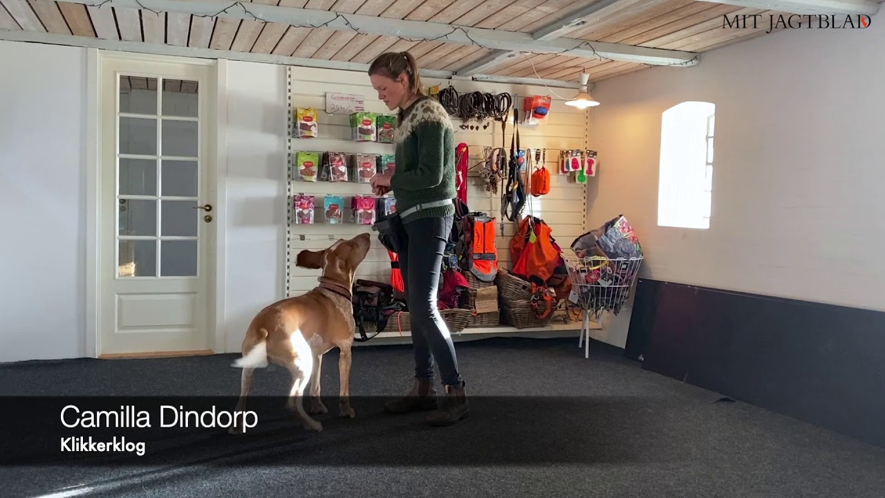 Apportering med Camilla Dindorp - trin 1