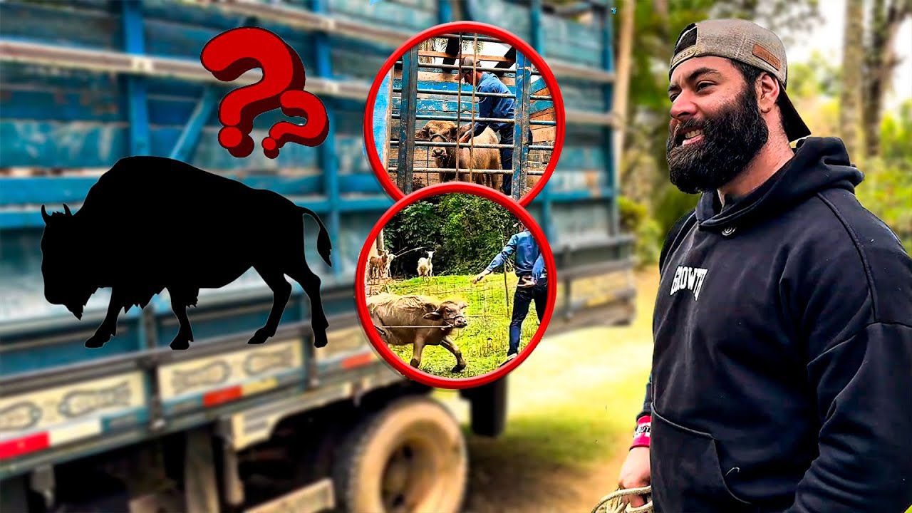 CHEGOU MAIS UM NOVO ANIMAL NO SITIO DO XUCRÃO BOTANDO O TERROR NO SEU PRIMEIRO DIA!!!