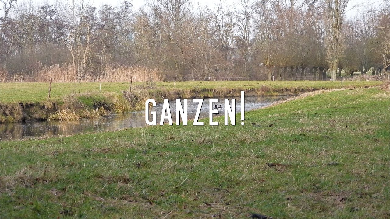 Ganzen! (Geese!)