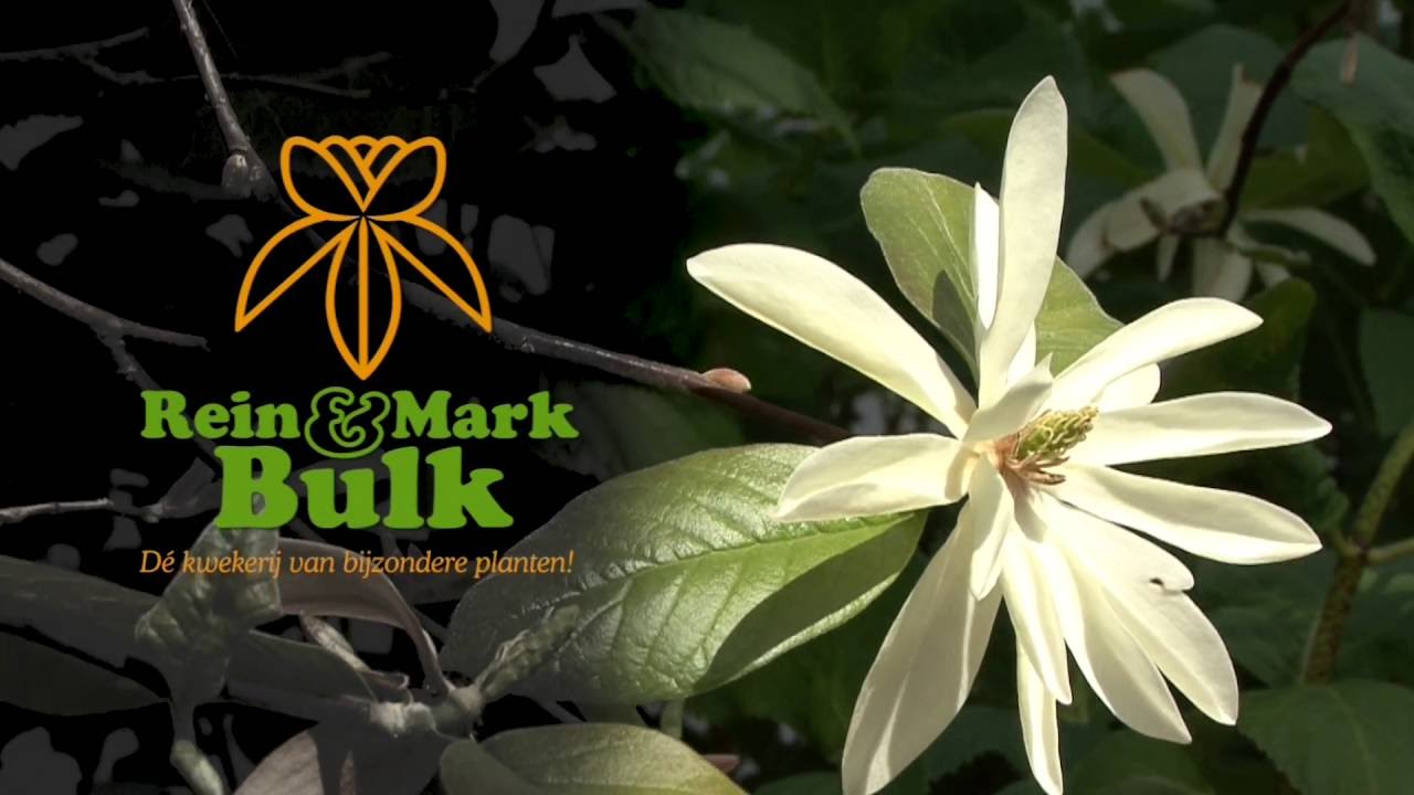 50 jaar Rein en Mark Bulk, de kwekerij van bijzondere planten. Chapter 1