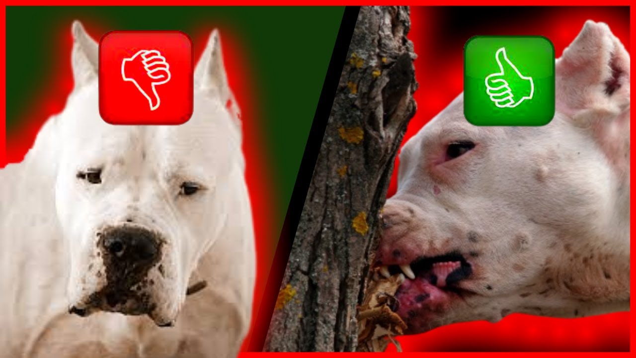 Vantagens e Desvantagens do Dogo argentino [Que você precisa conhecer!!]