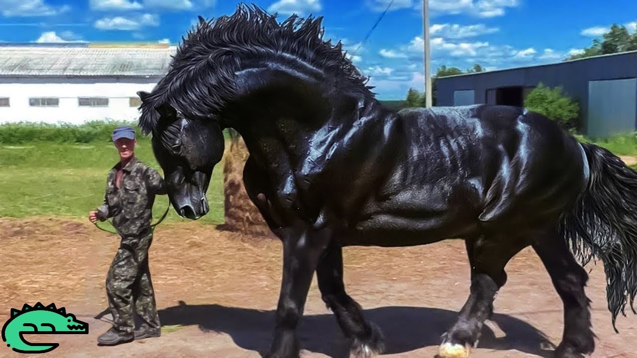 Les 10 Plus Beaux Chevaux De La Planète