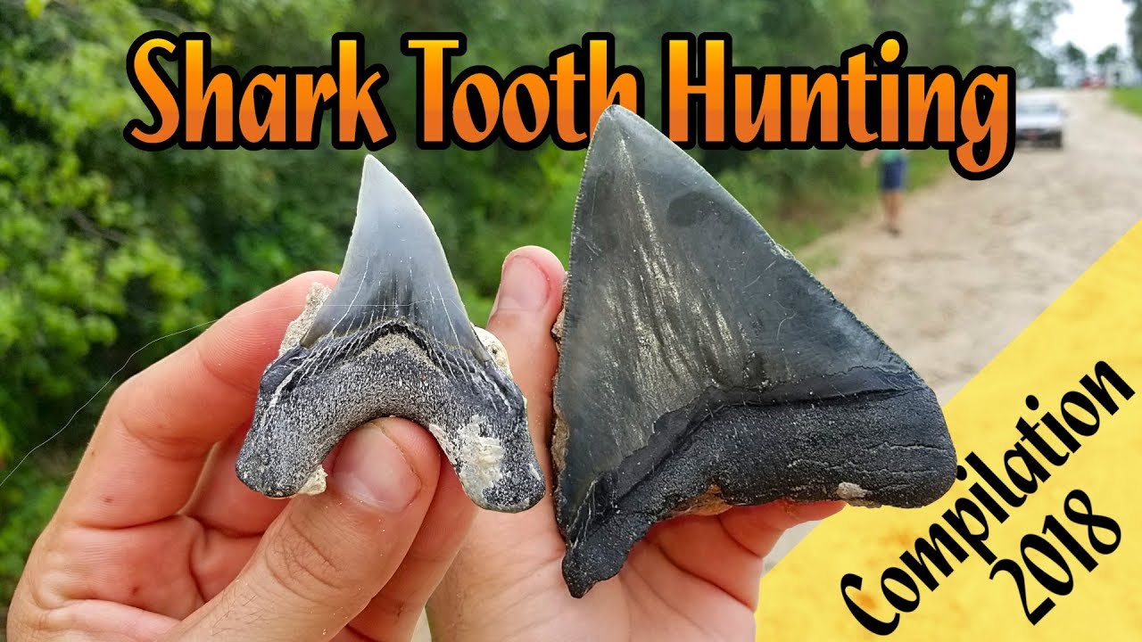 Shark Tooth Hunting in Florida | Summer of 2018 Compilation | Megalodon Teeth & Fossil Great Whites
