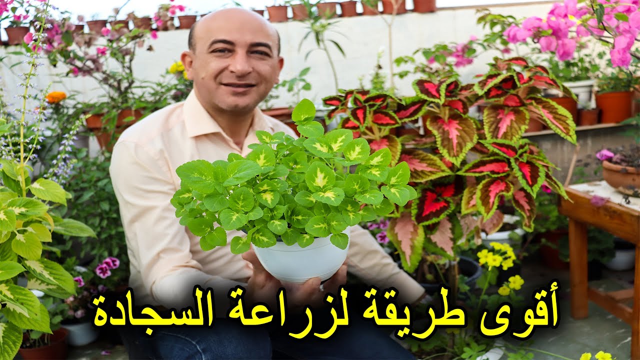 زراعة نبتة السجادة من البذور Growing Coleus Seeds