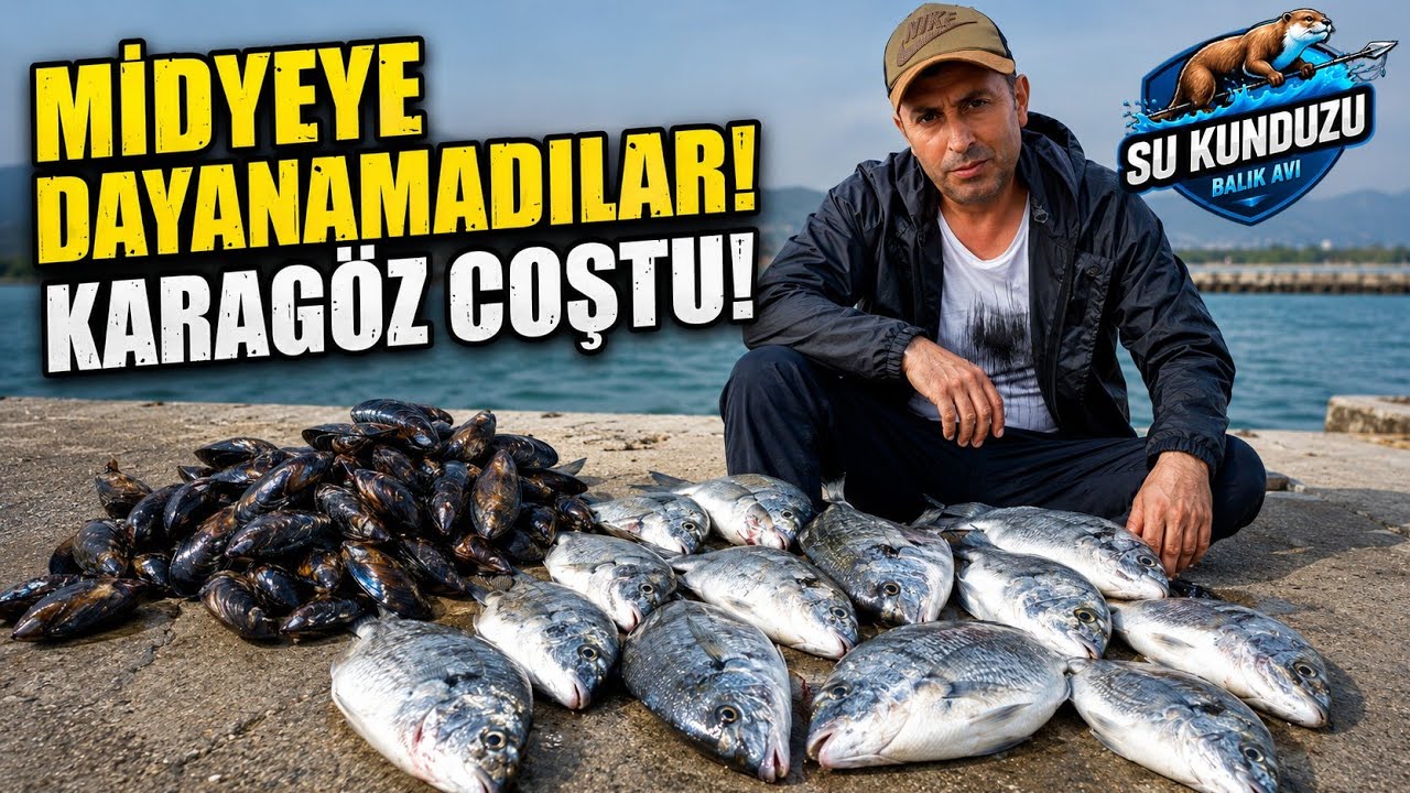 MİDYE İLE KARAGÖZ BALIĞI AVI MİDYEYİ ÇOK SEVDİLER.