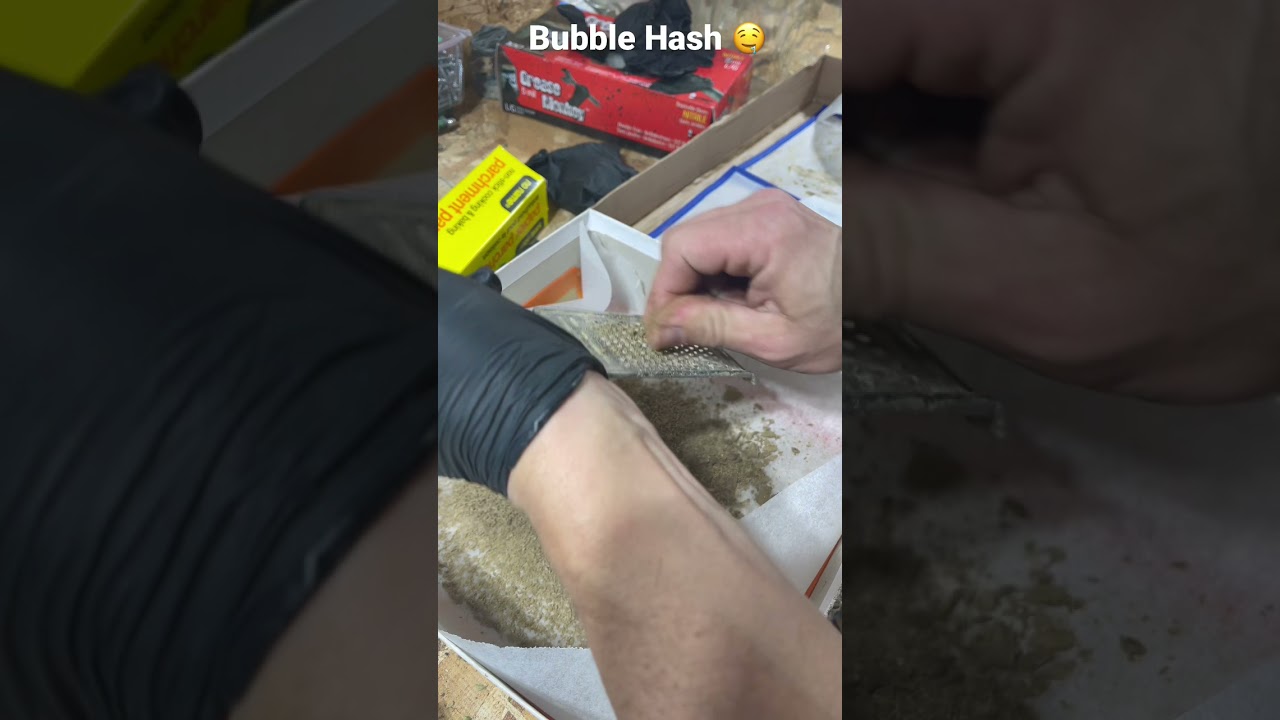 Micro-planing 25g of Bubble Hash 🤤 time to dry and cure then will be pressed into killer rosin 💪💚