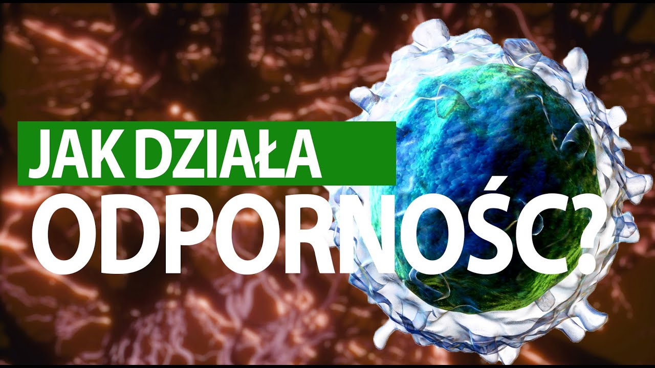 Jak działa człowiek #ODPORNOŚĆ (tłumaczenie PJM)